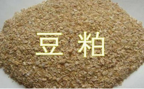 豆粕期貨是屬于熱門品種嗎？豆粕開